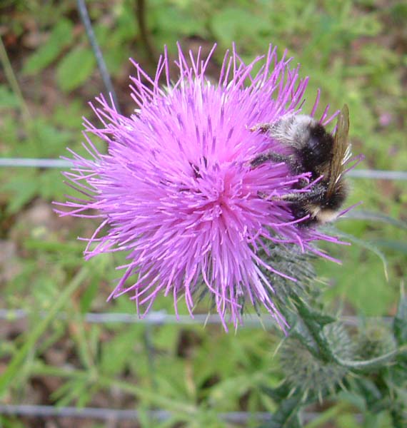 bumblebee-1.jpg