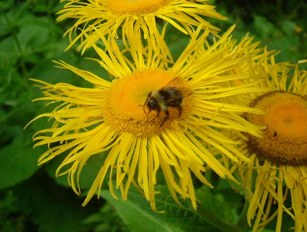 bumblebee-2.jpg