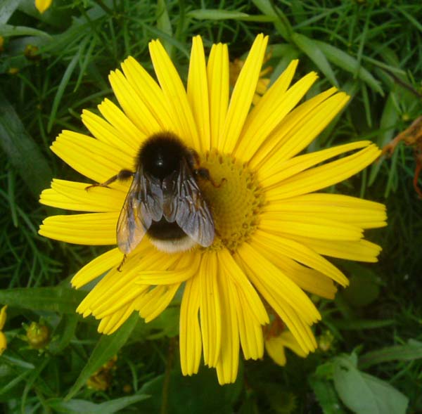 bumblebee-3.jpg