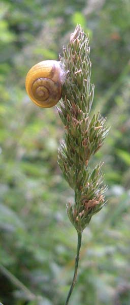 snail-1.jpg